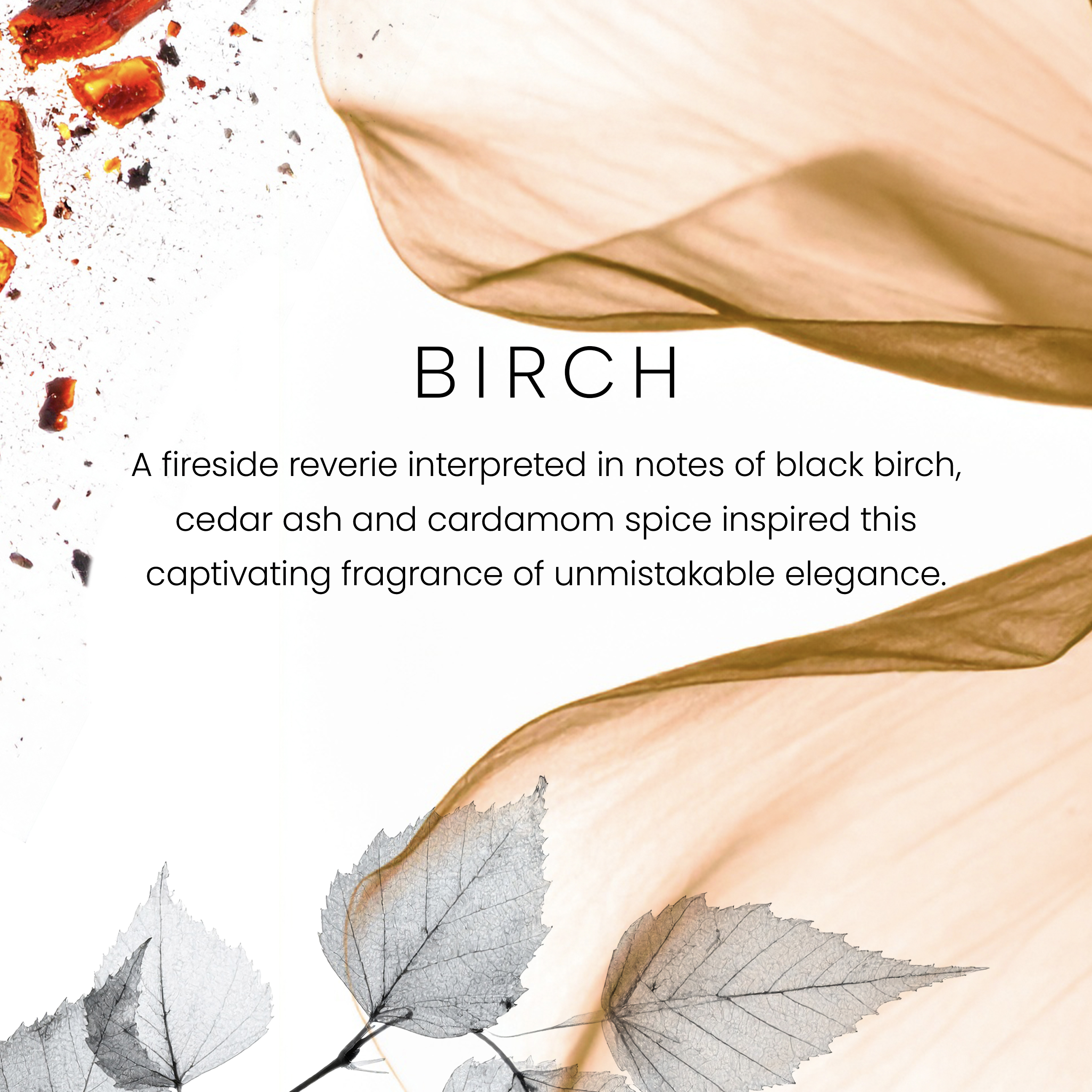 Birch - Image 2
