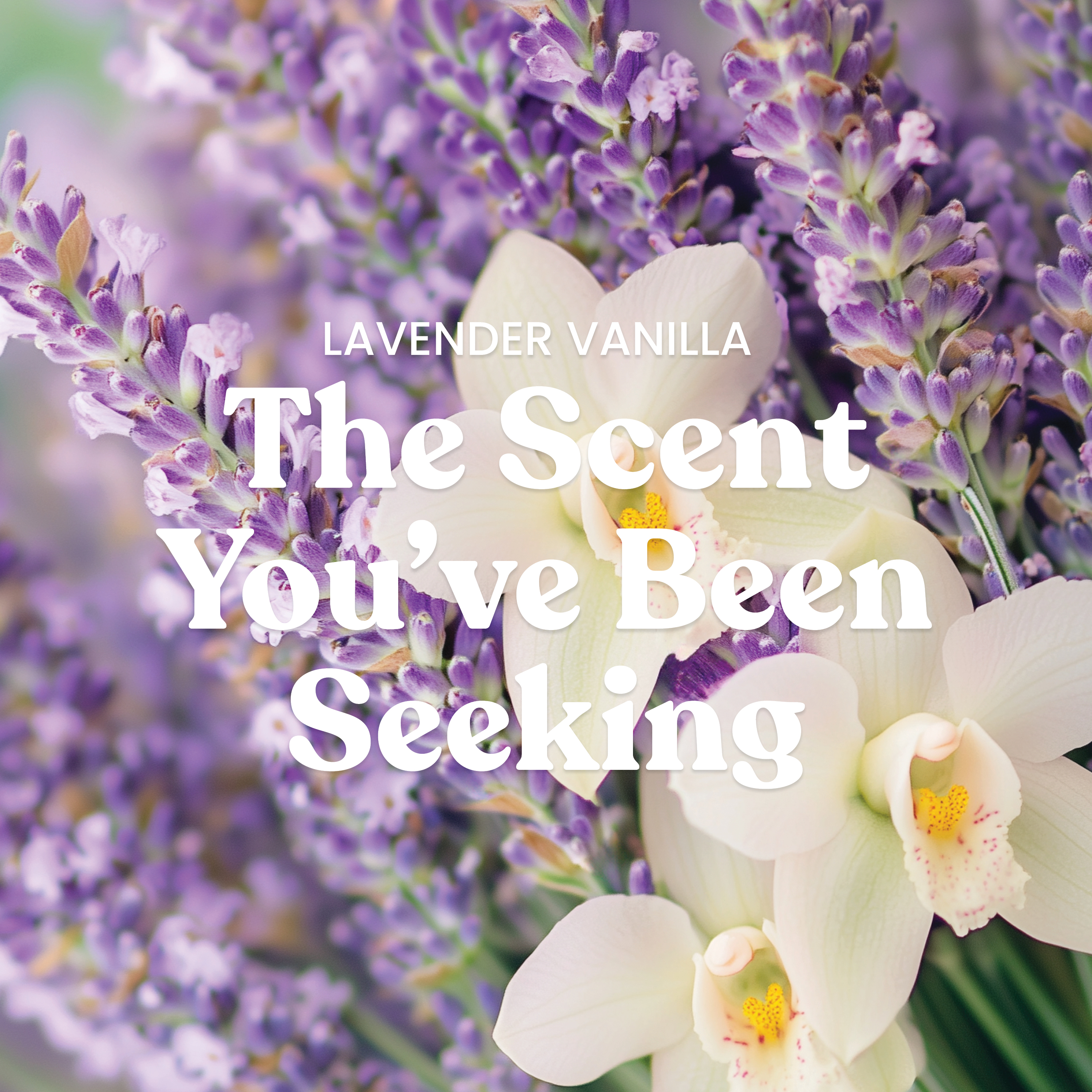 Lavender Vanilla - Image 3