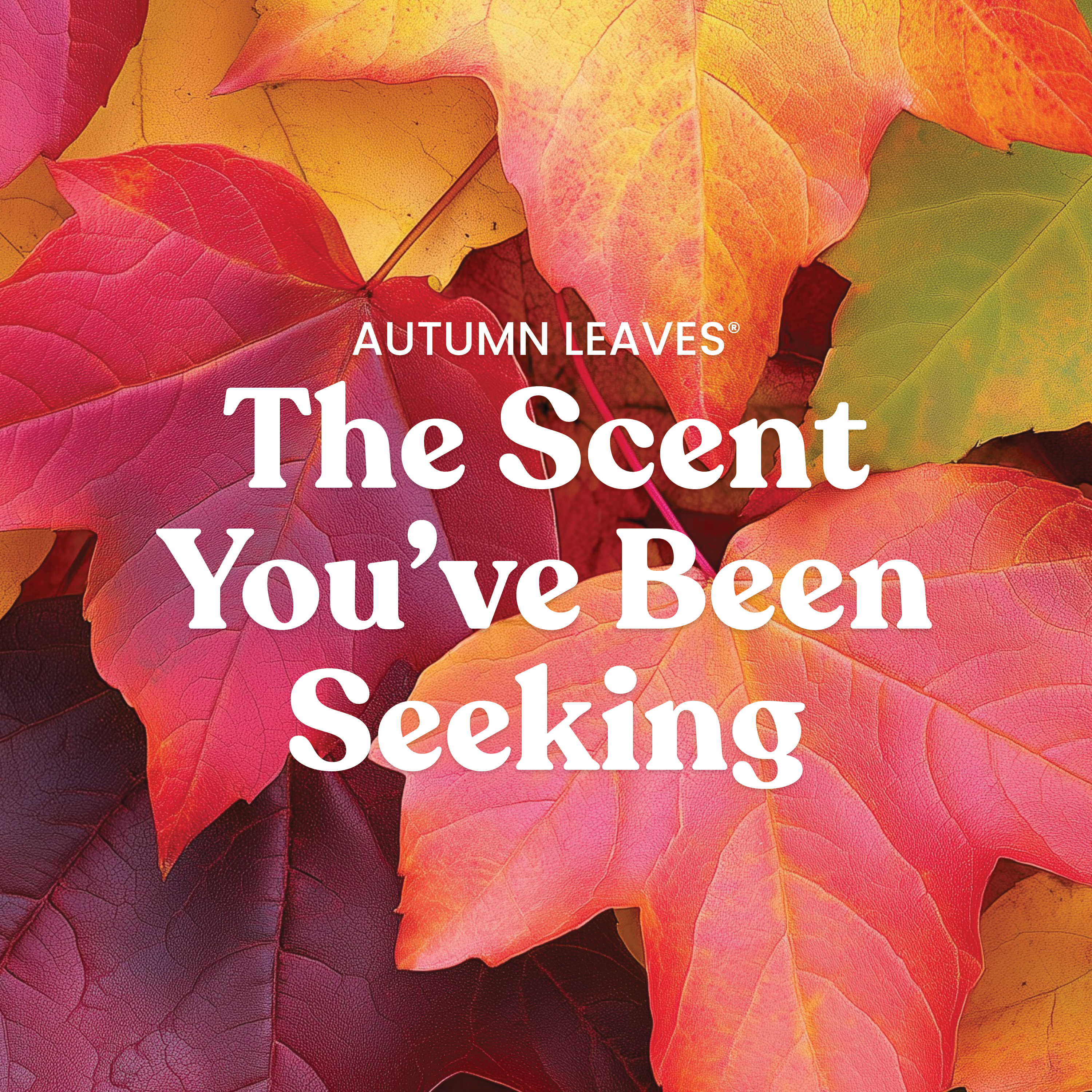 Autumn Leaves® - Image 10