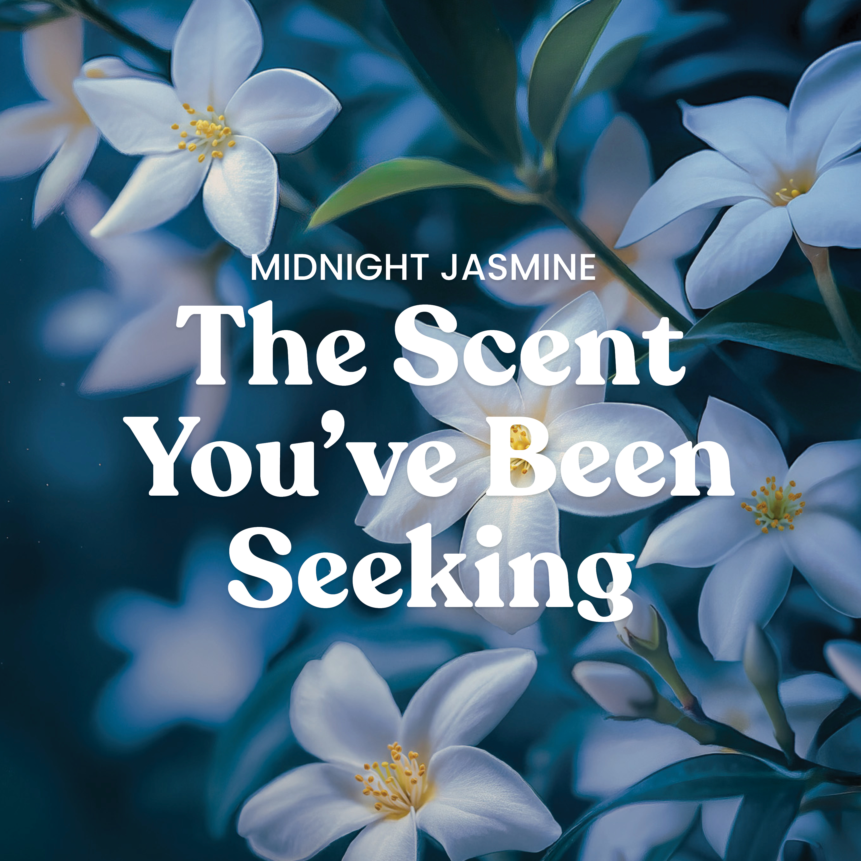 Midnight Jasmine - Image 3