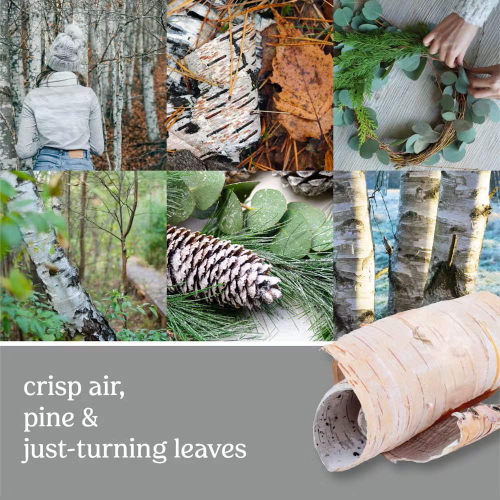 Silver Birch - Image 2