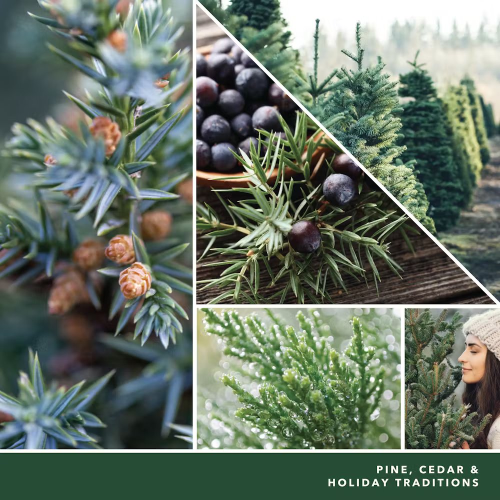 Balsam & Cedar - Image 54
