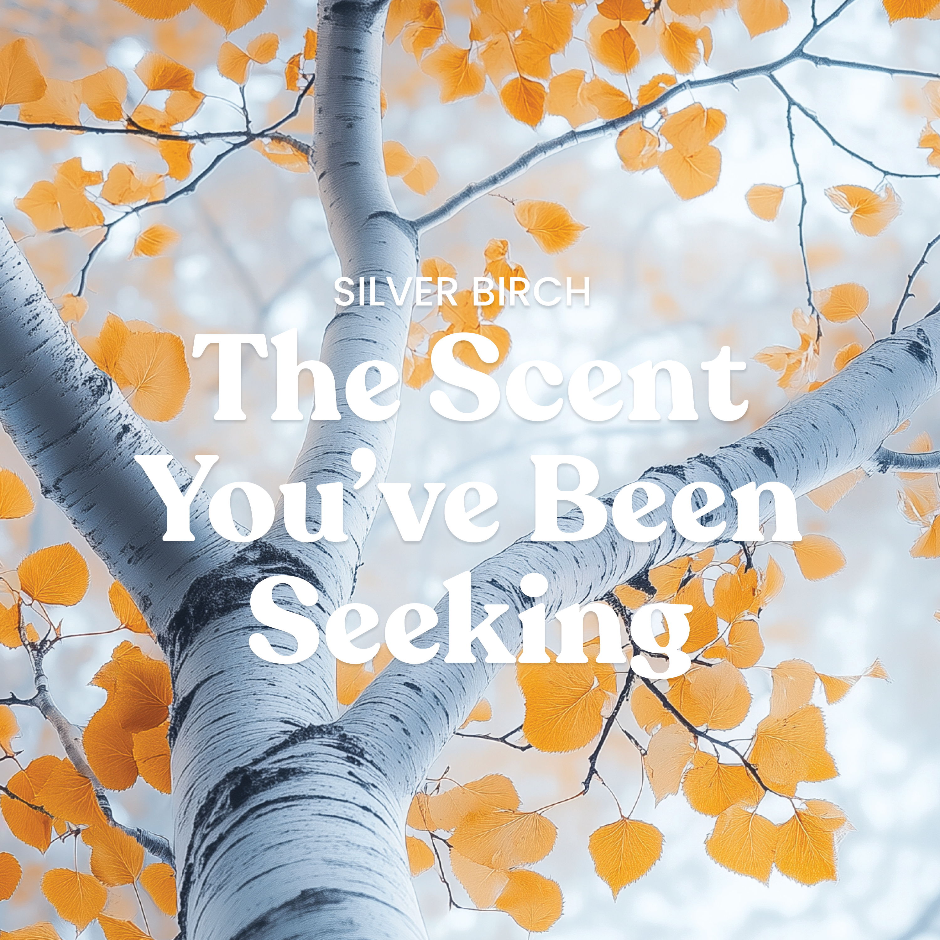 Silver Birch - Image 5
