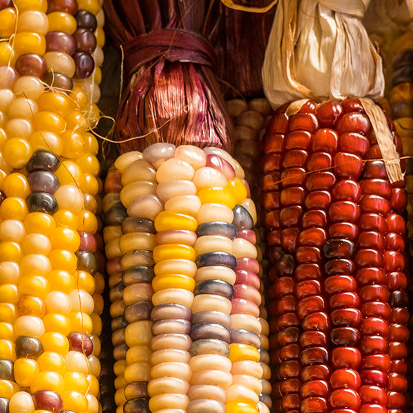 Harvest® - Image 9