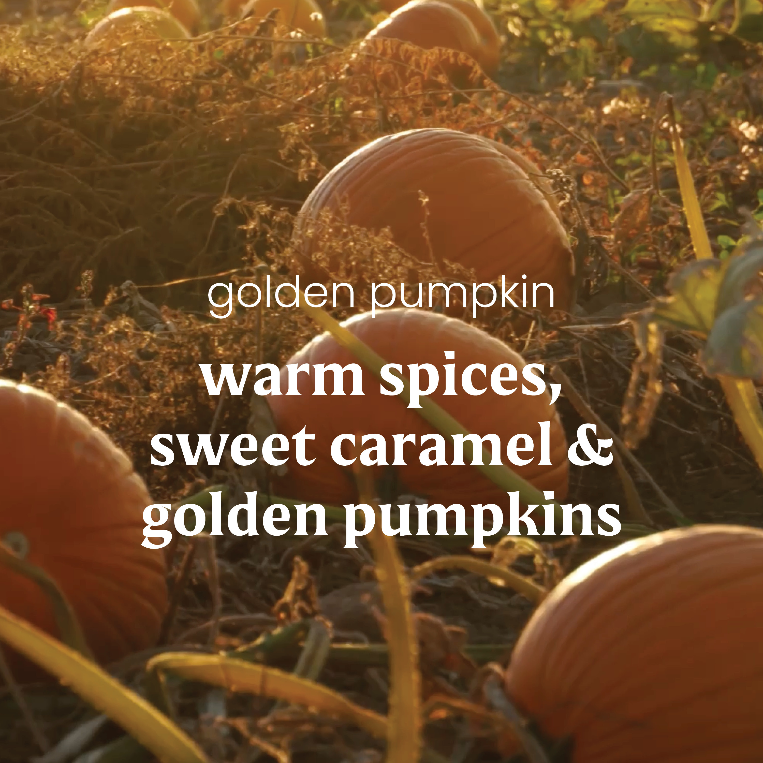 Golden Pumpkin - Image 3