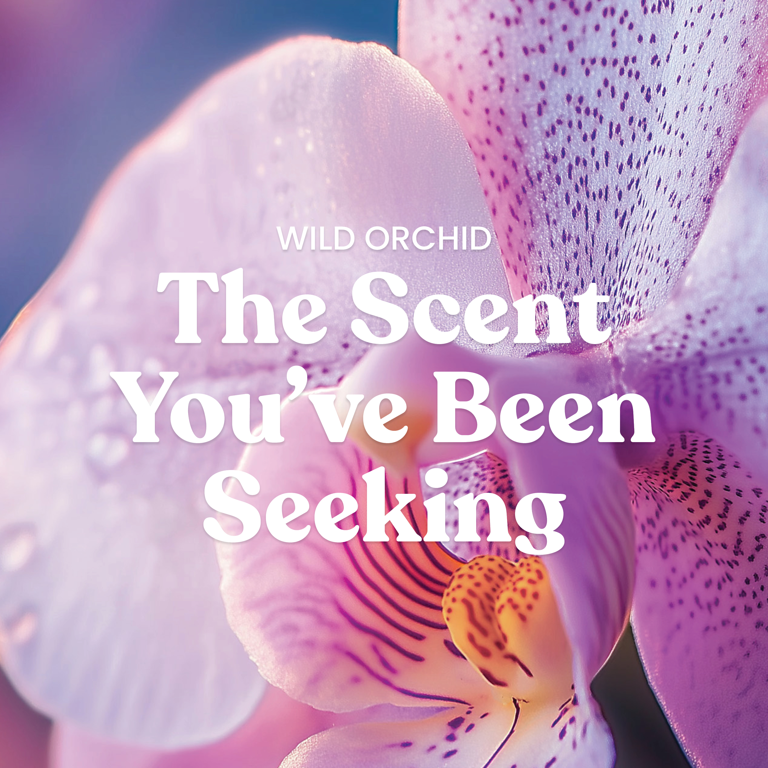 Wild Orchid - Image 5