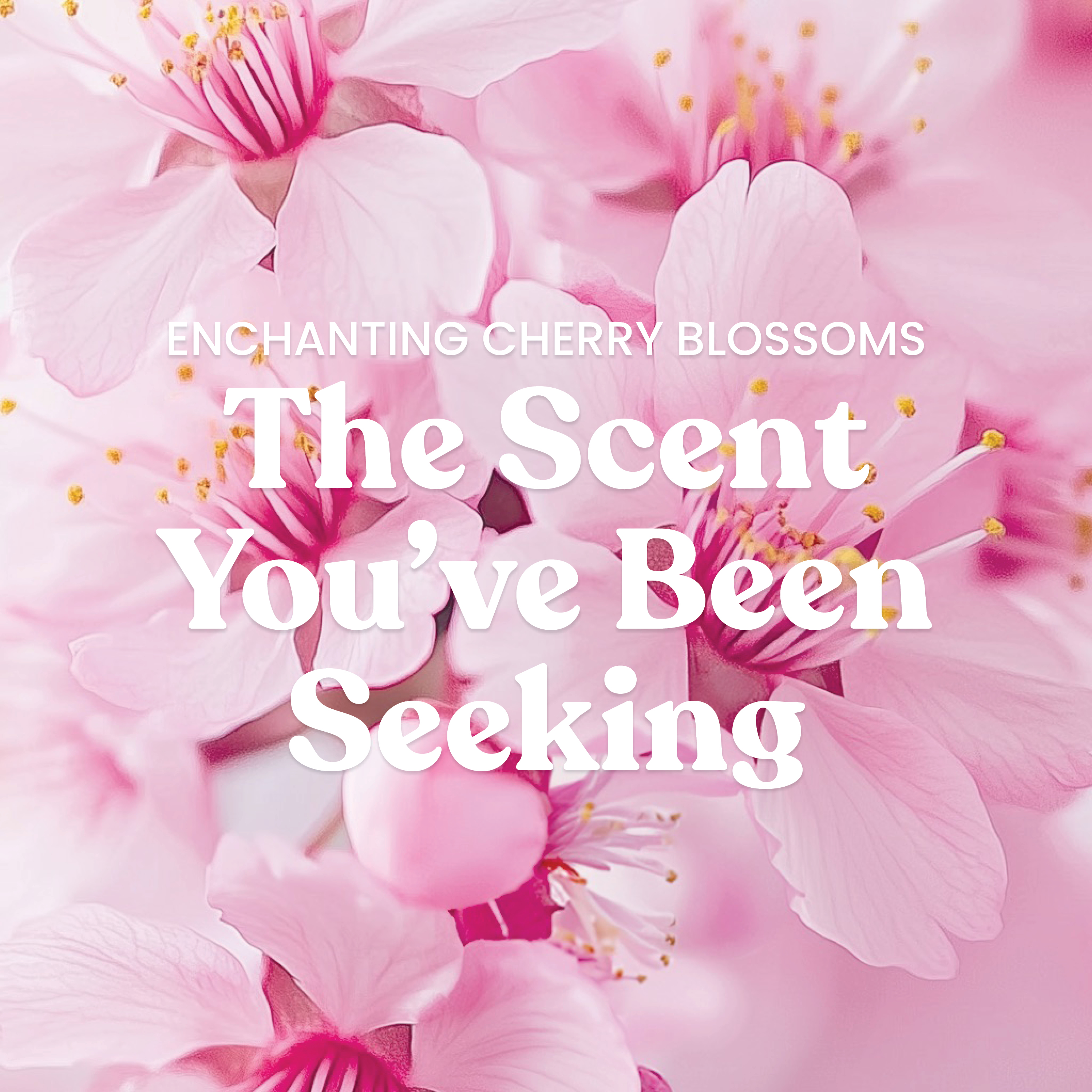 Enchanting Cherry Blossoms - Image 3