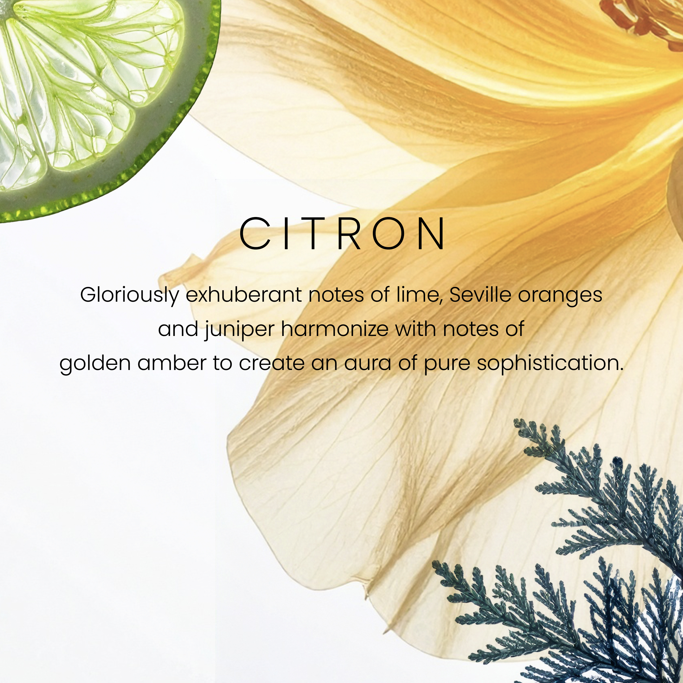 Citron - Image 2