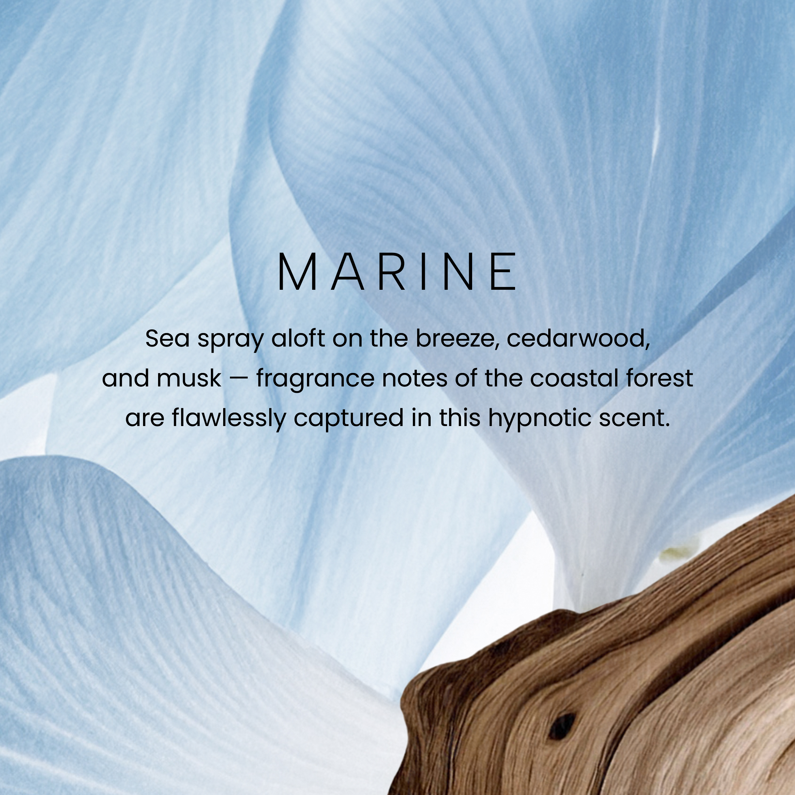 Marine - Image 2